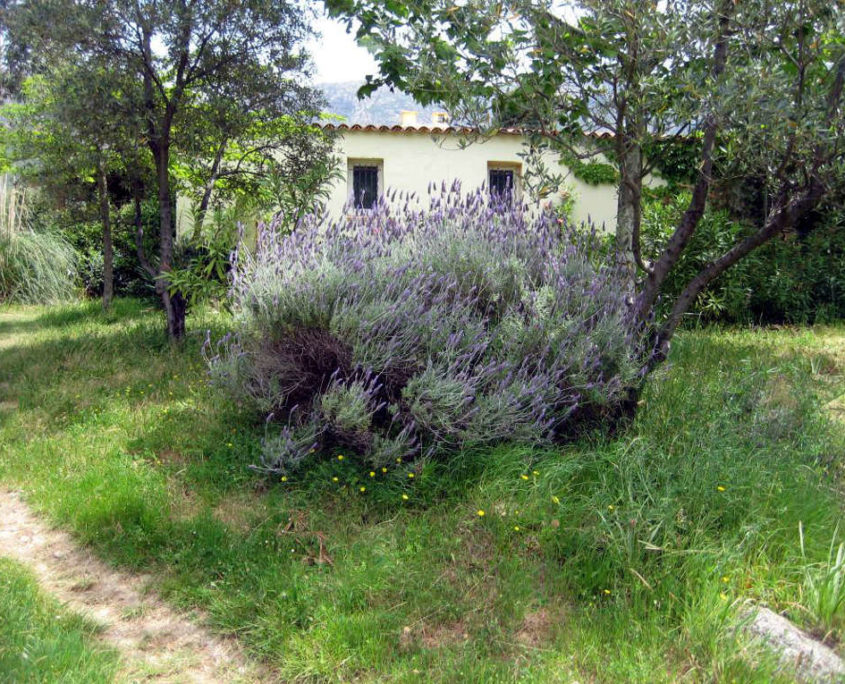 Villa Asphodèle - Françoise Marceul